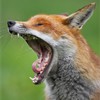Red Fox - Vulpes vulpes - close-up of male yawning. West Sussex. May 2006. 